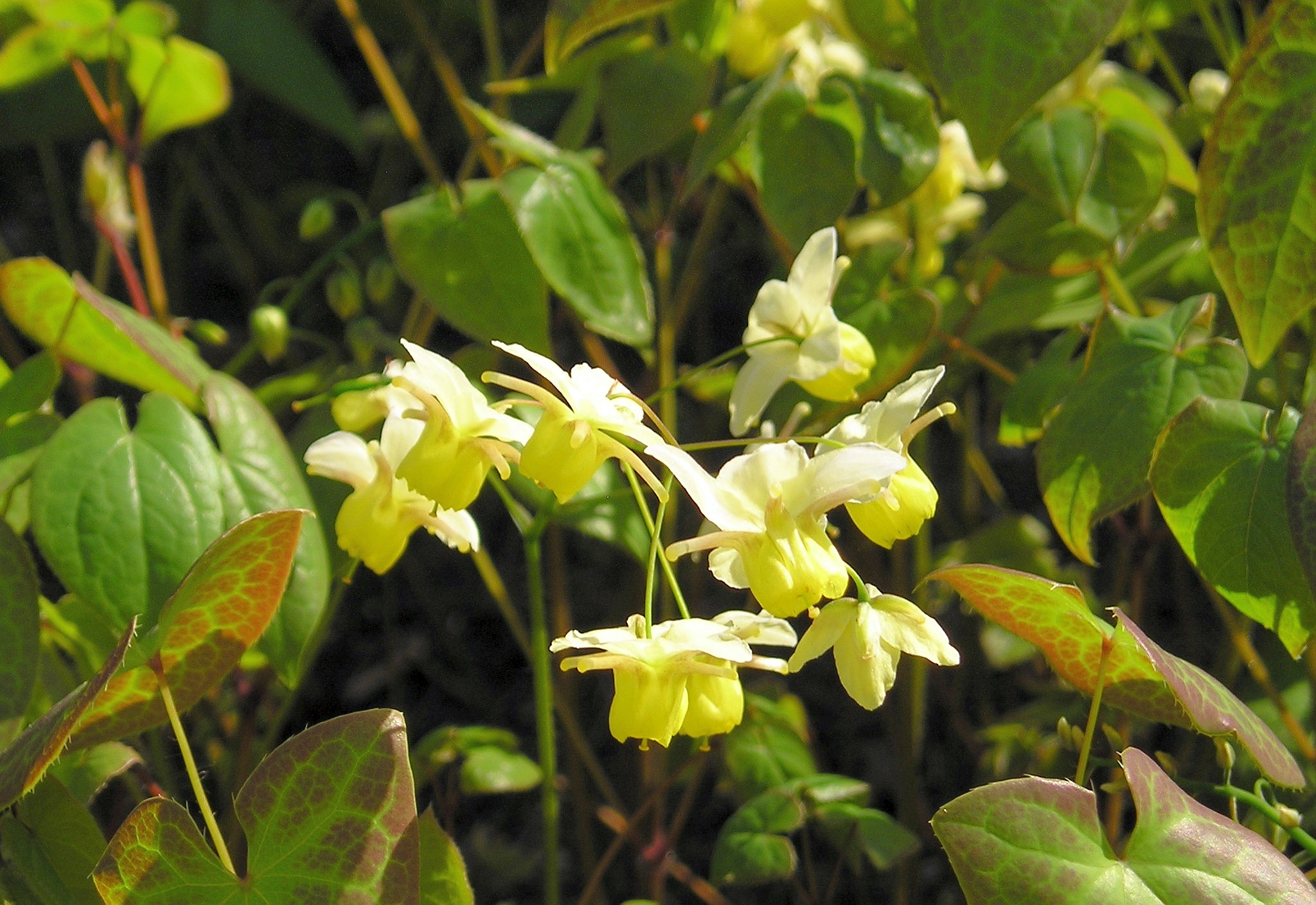 epimedium