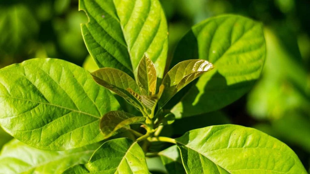 Avocado leaves Aref Oglu