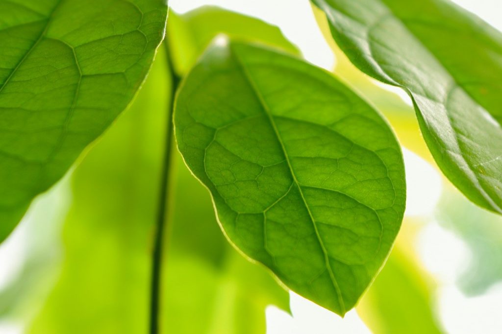 avocado leaves