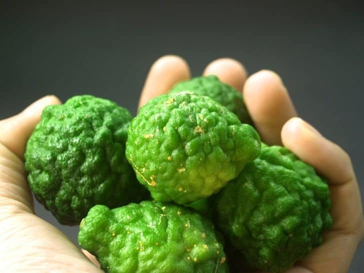 Bergamot