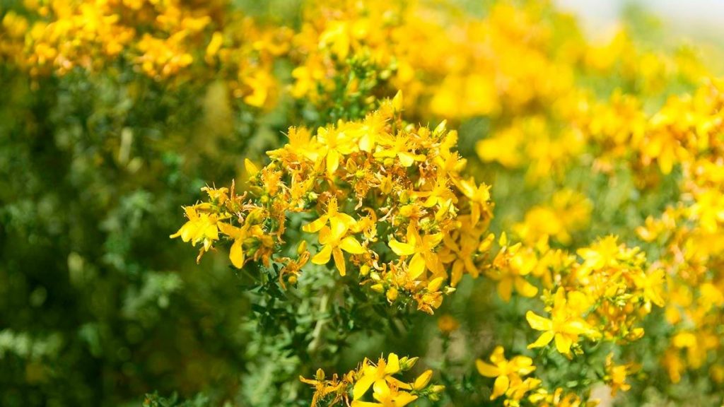 St. John's wort flowers