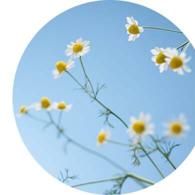 chamomile