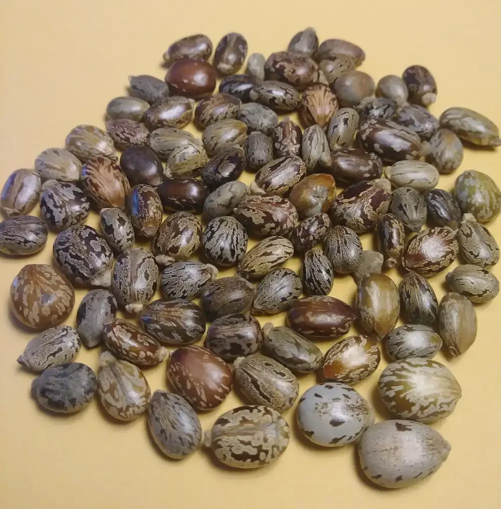 Castor seeds