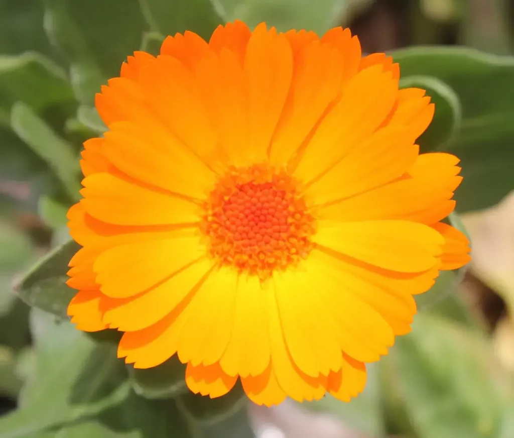 Calendula flower 